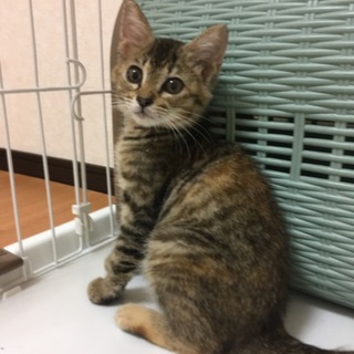 カギしっぽ、性格抜群キジさびの女の仔