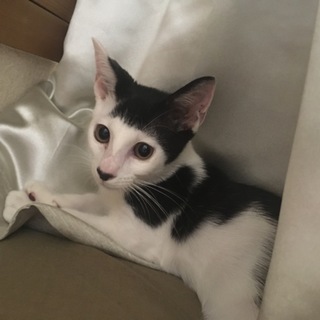 髪型斬新　白黒の男の仔