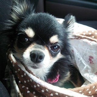 れいちゃんです