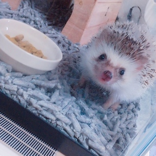 里親募集してます。