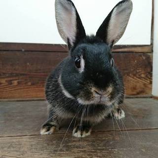 どすこさんご応募ありがとうございました。