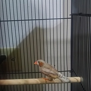 キンカチョウ里親募集。