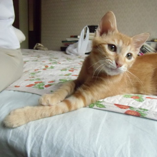 人なつこい元気な男の子！