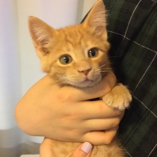 茶トラ子猫ちゃん