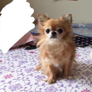 チワワの里親募集