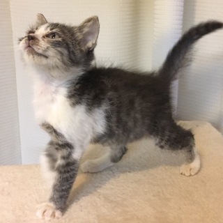 キジ白子猫ちゃん