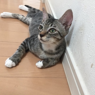 靴下がポイント♪ 甘えたな男の子です