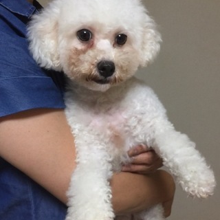 アフロ育成中★ビションフリーゼ♀織ちゃん