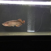 ノーザンバラムンディ