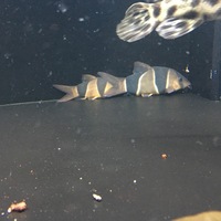 クラウンローチ