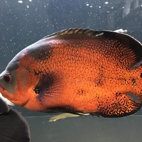 タイガーオスカー