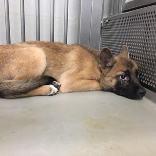 処分間近！家族を必要としています！