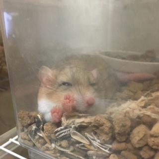 マカロニマウス 男の子