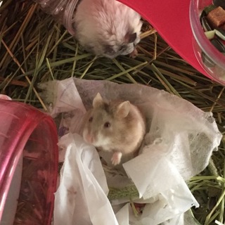 里親募集 キャンベルハムスターの子供
