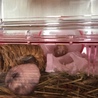 里親募集 キャンベルハムスターの子供 サムネイル4