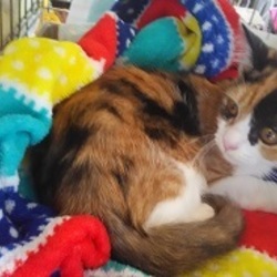 ★★ つくばにて、犬猫譲渡会 ★★