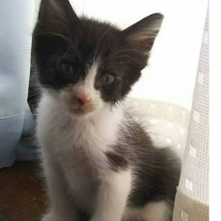 白黒長毛子猫オクラくん