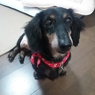 可愛いモアちゃん里親様が決定しました