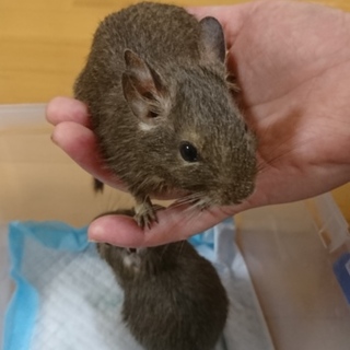 デグーの男の子たちです♪(残り1匹です)