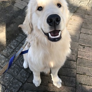 バディ（ゴールデン）