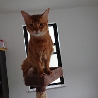 大阪府住まいでソマリ(red)1才の子猫です。