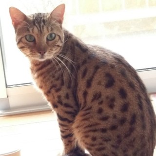 ベンガル♡シンバくん