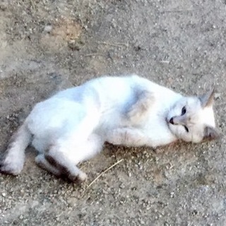 遺棄された子の里親様、預かり様を募集！