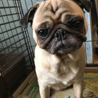 元気でちょっと臆病です。