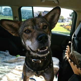 人が大好きカツオくん再募集