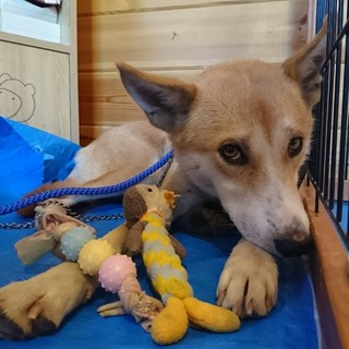 捕獲機に捕まってしまったマロンちゃん