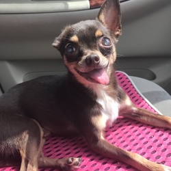 ☆新しい家族探し会&チャリティバザー☆ サムネイル1