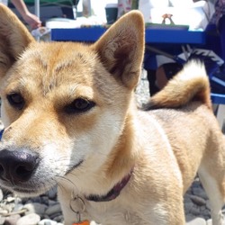 ☆新しい家族探し会&チャリティバザー☆ サムネイル2