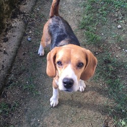 ☆新しい家族探し会&チャリティバザー☆ サムネイル3