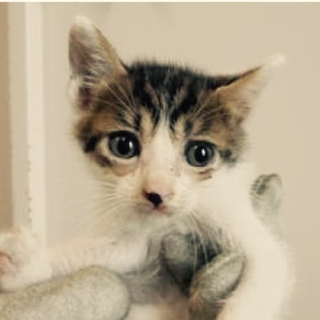 保護団体様が引き出して下さいました。