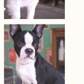 ボストンテリアの子犬です！
