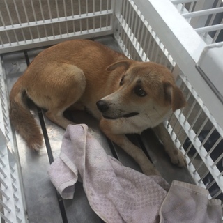 捕獲機に捕まってしまったタレミちゃん