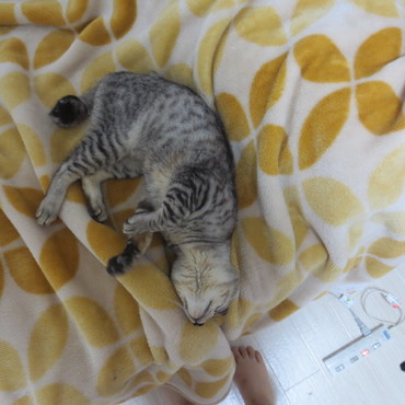 ゴロンゴロンが激しすぎる～～