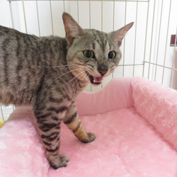 にゃんにゃんにゃん