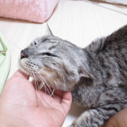 「にゃんにゃんにゃん」サムネイル2