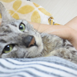 「にゃんにゃんにゃん」サムネイル3