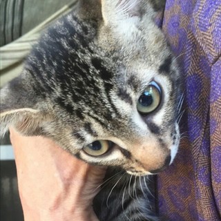 キジトラの男の子