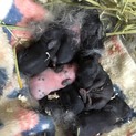新生　子ウサギ【ご応募ありがとうございました】