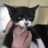 急募！子猫オス2匹 サムネイル3