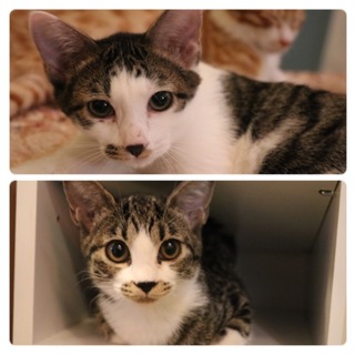 おひげ兄妹！しゅうまいとわんたん