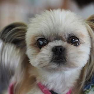 モフルンです♪