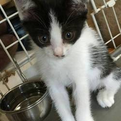 9月9日(土)に愛知県豊橋市で譲渡会！