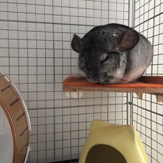 1歳チンチラ男の子です