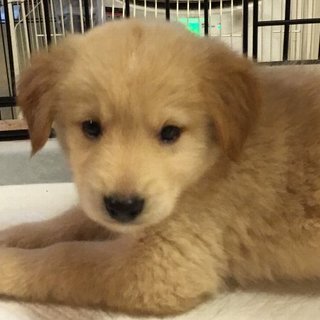 保健所からレスキューした子犬②