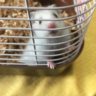 ありがとうございました