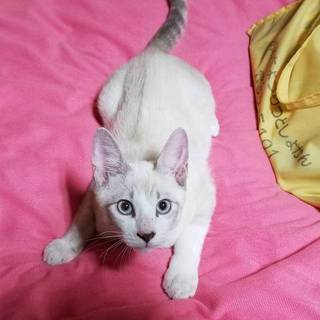 4ヶ月去勢済みのおひざ猫